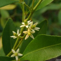 Zanthoxylum asiaticum (L.) Appelhans, Groppo & J.Wen